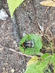 Bombus terrestris