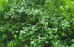 Physocarpus opulifolius