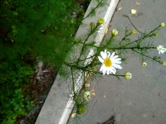 Tripleurospermum inodorum