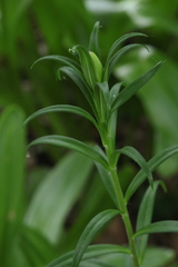 Lilium mackliniae