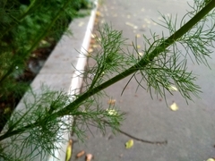 Tripleurospermum inodorum