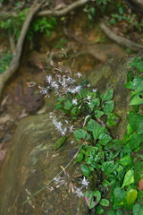 Ainsliaea macroclinidioides