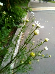 Tripleurospermum inodorum