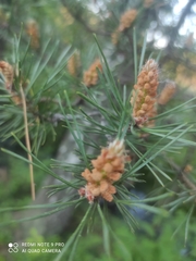 Pinus sylvestris