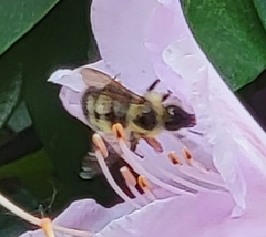 Bombus perplexus