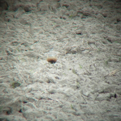 Charadrius morinellus