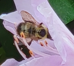 Bombus perplexus