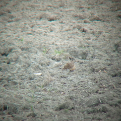 Charadrius morinellus