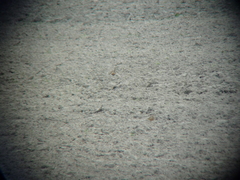 Charadrius morinellus