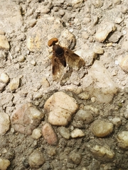 Chrysopilus quadratus