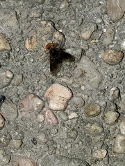 Chrysopilus quadratus