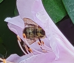 Bombus perplexus