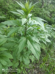Eupatorium cannabinum