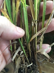 Carex tribuloides sangamonensis