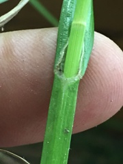 Carex tribuloides sangamonensis