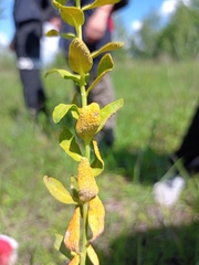 Aecidium euphorbiae