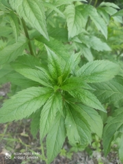 Eupatorium cannabinum