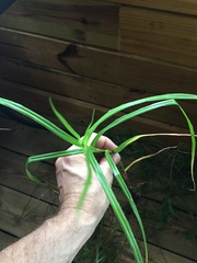 Carex tribuloides sangamonensis