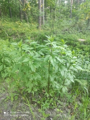 Eupatorium cannabinum