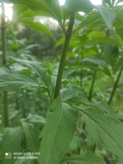 Eupatorium cannabinum