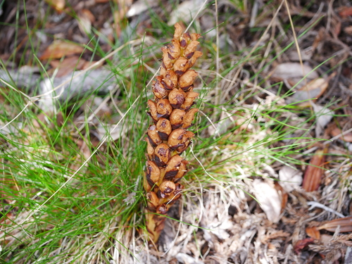 Image of Xylanche himalaica by (c) Jacy Chen, some rights reserved (CC BY)
