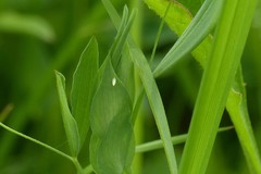 Leptidea juvernica