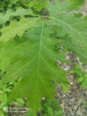 Quercus rubra