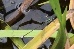 Lestes inaequalis