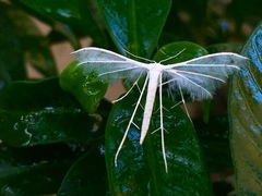 Pterophorus niveus