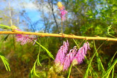 Dichrostachys