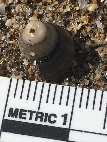 Trochida