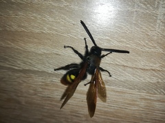 Megascolia maculata maculata