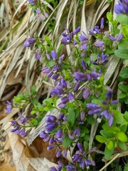 Polygala supina
