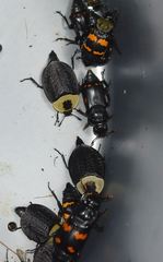 Nicrophorus pustulatus