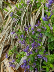 Polygala supina