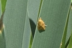 Sparganothis sulfureana