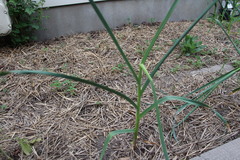 Allium
