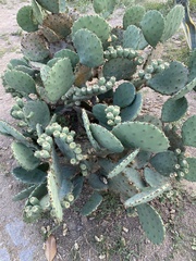 Opuntia