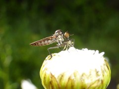 Homalocnemis