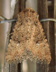 Hexorthodes nipana