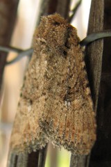 Hexorthodes nipana