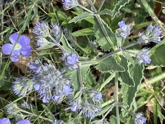 Nepeta parviflora