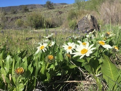 Wyethia helianthoides