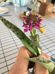 Dactylorhiza majalis