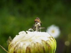Homalocnemis