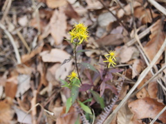 Solidago virgaurea asiatica