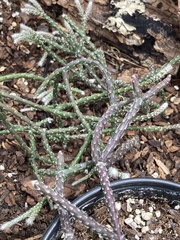 Rhipsalis pilocarpa