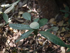 Anodendron parviflorum