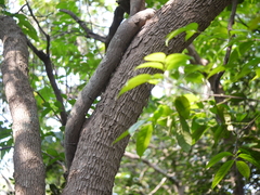 Anodendron parviflorum