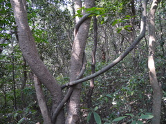 Anodendron parviflorum
